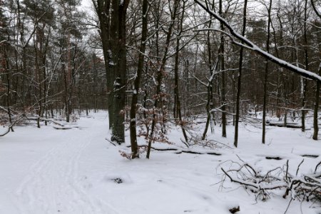 Spandauer Forst with snow 2021-02-09 46