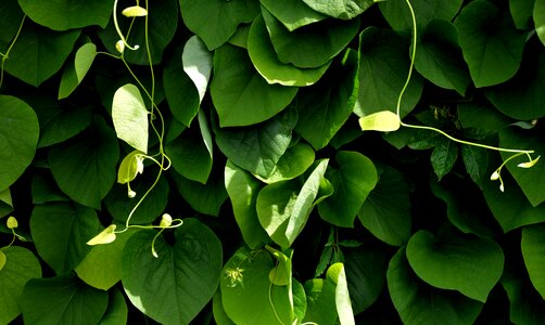 Green closed nature