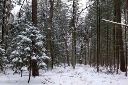 Spandauer Forst with snow 2021-02-09 38