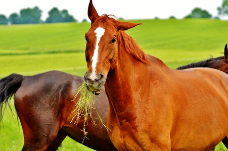 Stallion eat paddock