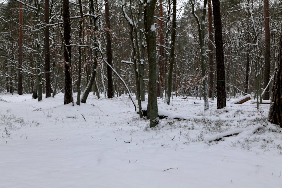 Spandauer Forst with snow 2021-02-09 18