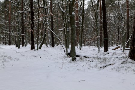Spandauer Forst with snow 2021-02-09 18