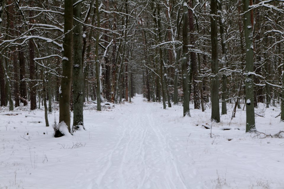 Spandauer Forst with snow 2021-02-09 19