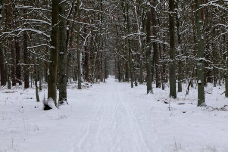 Spandauer Forst with snow 2021-02-09 19