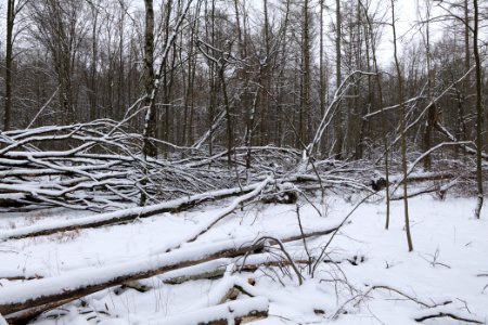 Spandauer Forst with snow 2021-02-09 01