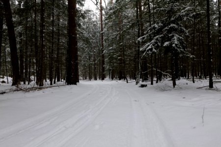 Spandauer Forst near Rohrpfuhl with snow 2021-02-09 10