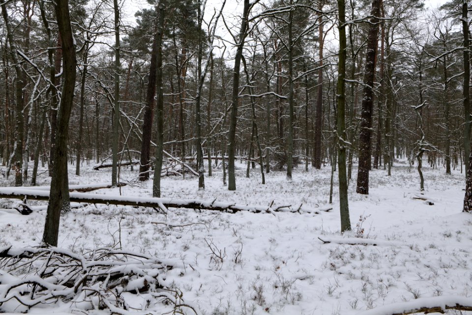 Spandauer Forst with snow 2021-02-09 30