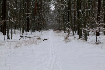 Spandauer Forst with snow 2021-02-09 25