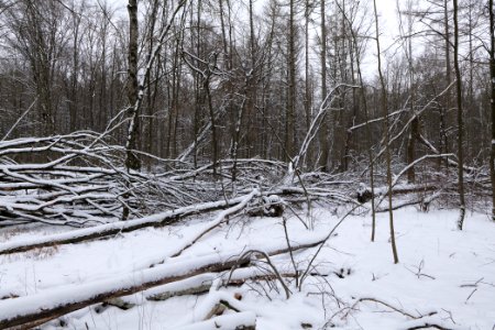 Spandauer Forst with snow 2021-02-09 02