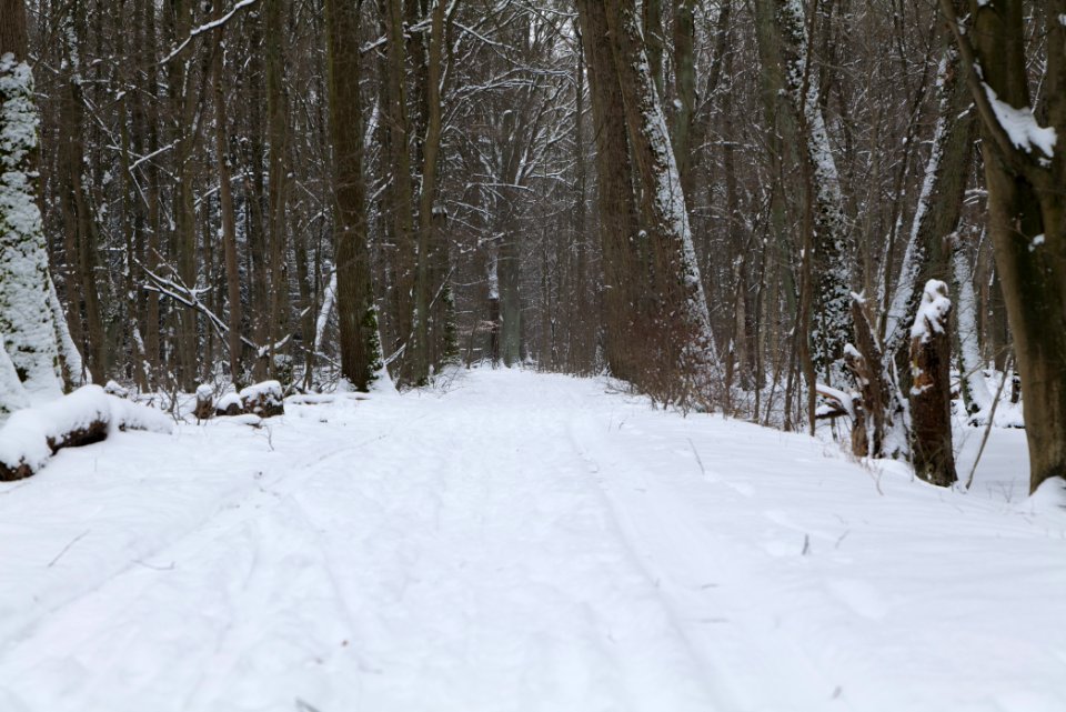 Spandauer Forst with snow 2021-02-09 04