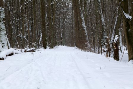 Spandauer Forst with snow 2021-02-09 04