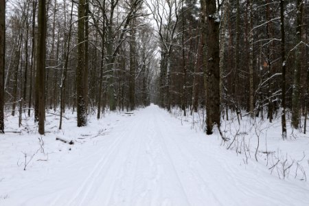 Spandauer Forst with snow 2021-02-09 08