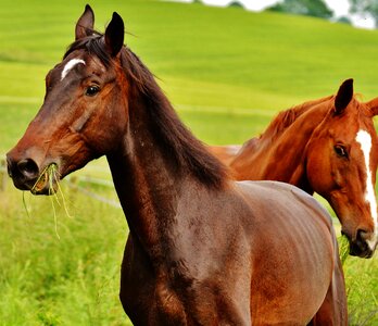 Stallion eat paddock