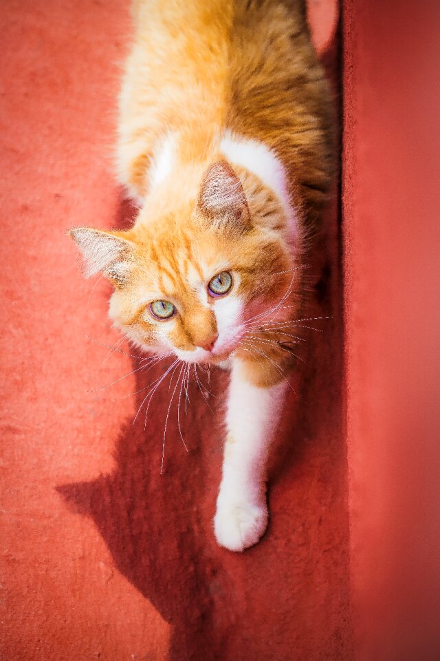 Pet animal kitten