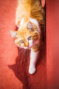 Pet animal kitten