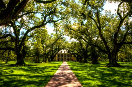 Plantation tree historically