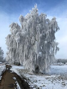 Winter birch nature