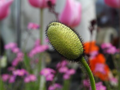 Summer spontaneous nature