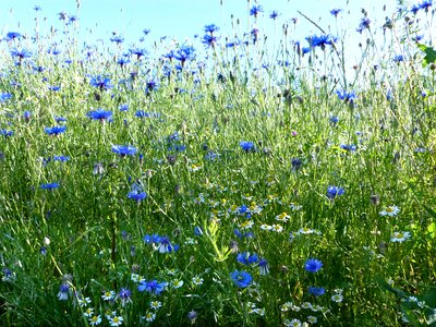 Blue cornflower meadow wild growth photo