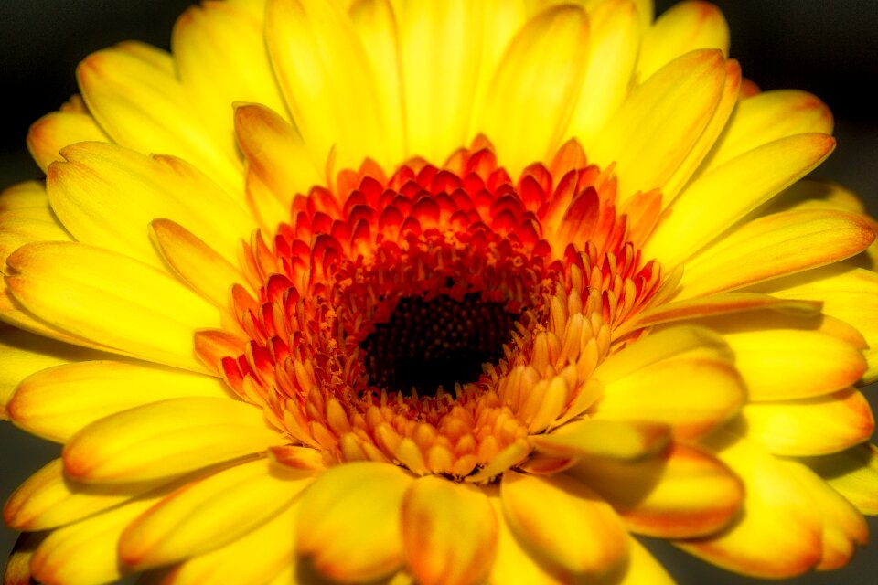 Bloom yellow nature