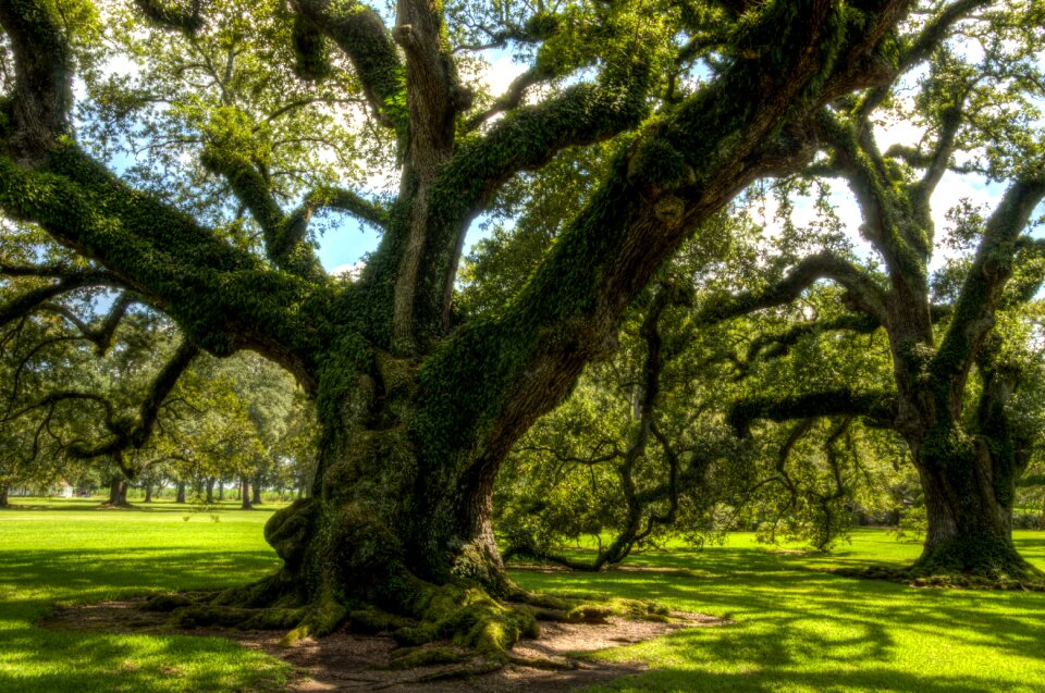 Plantation tree historically