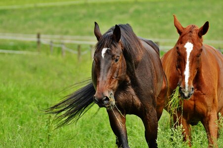 Stallion eat paddock