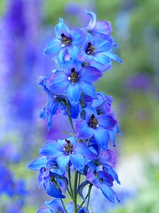 Delphinium blue spring photo