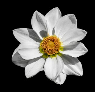 White floral head