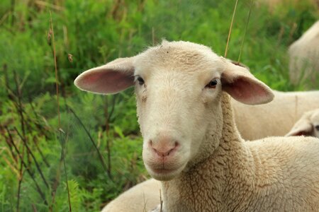Schäfchen wool animals