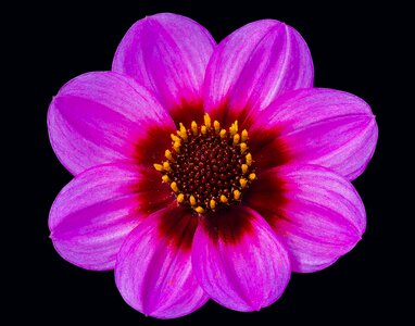 Floral head flower