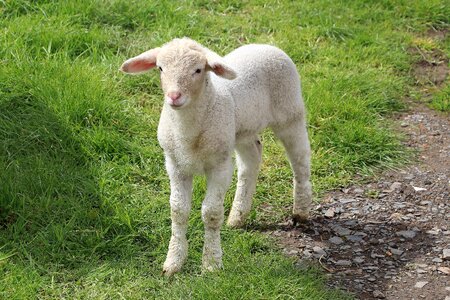 Schäfchen wool animals