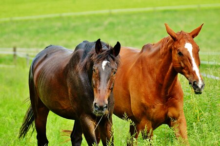 Stallion eat paddock
