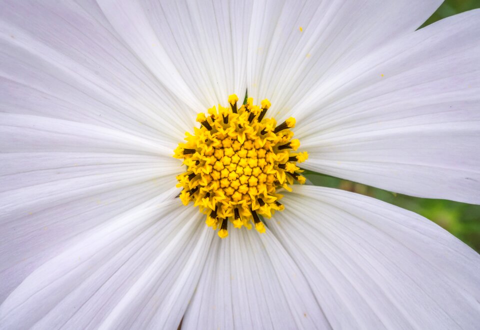 White garden beautiful