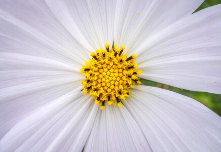 White garden beautiful