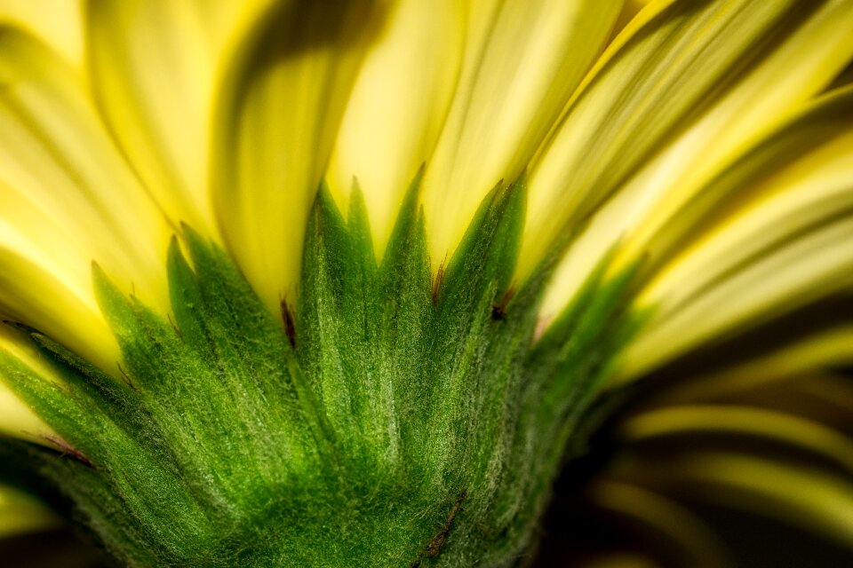 Bloom yellow nature