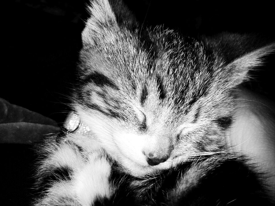 Kitten feline animals