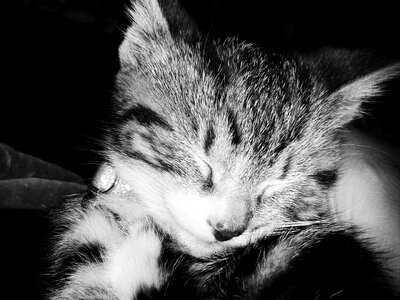 Kitten feline animals