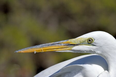 Bird tropical water photo