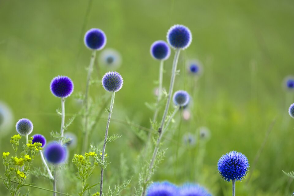 July mongolia blue flowers