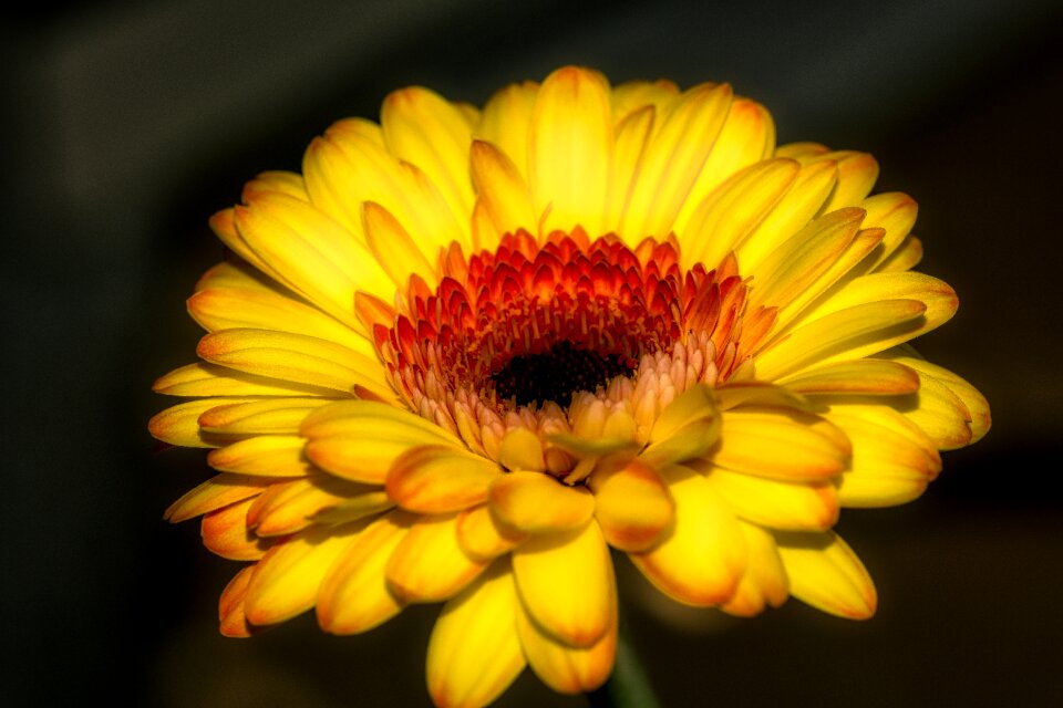Bloom yellow nature