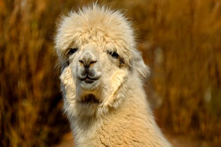 Fur cream white wool