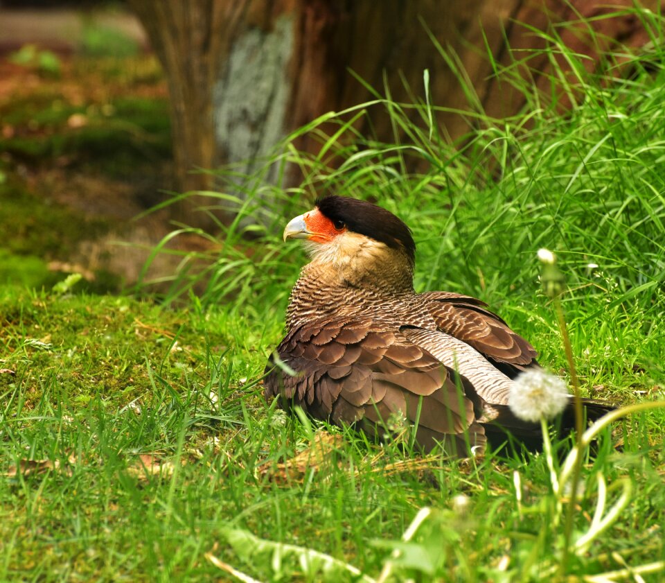 Animal nature cute