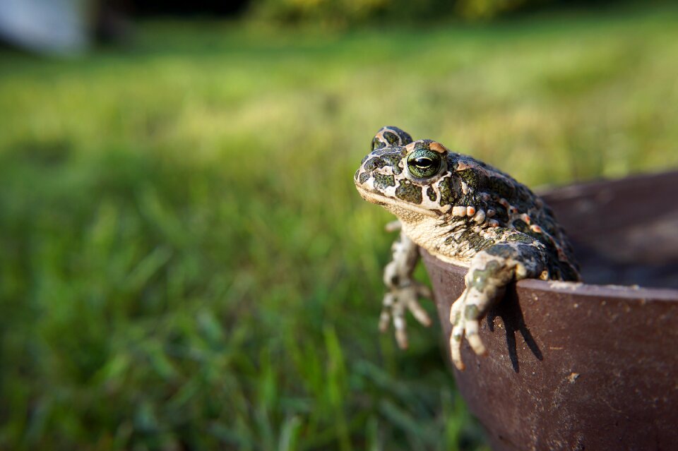 Toad amphibians nature
