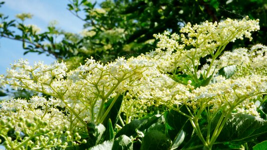 Flowers elder black