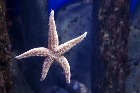 Star sea aquarium photo