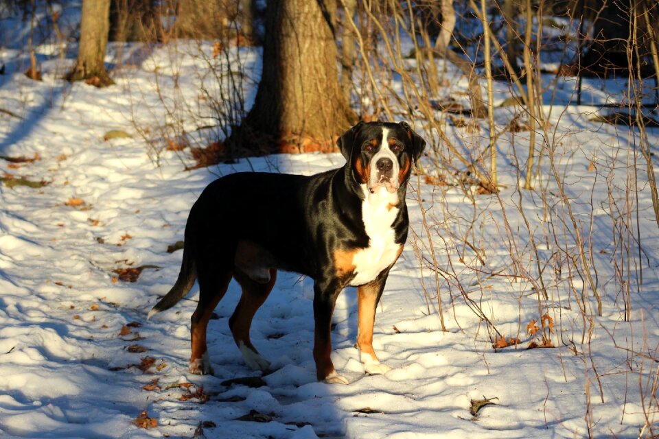 Pet snow nature