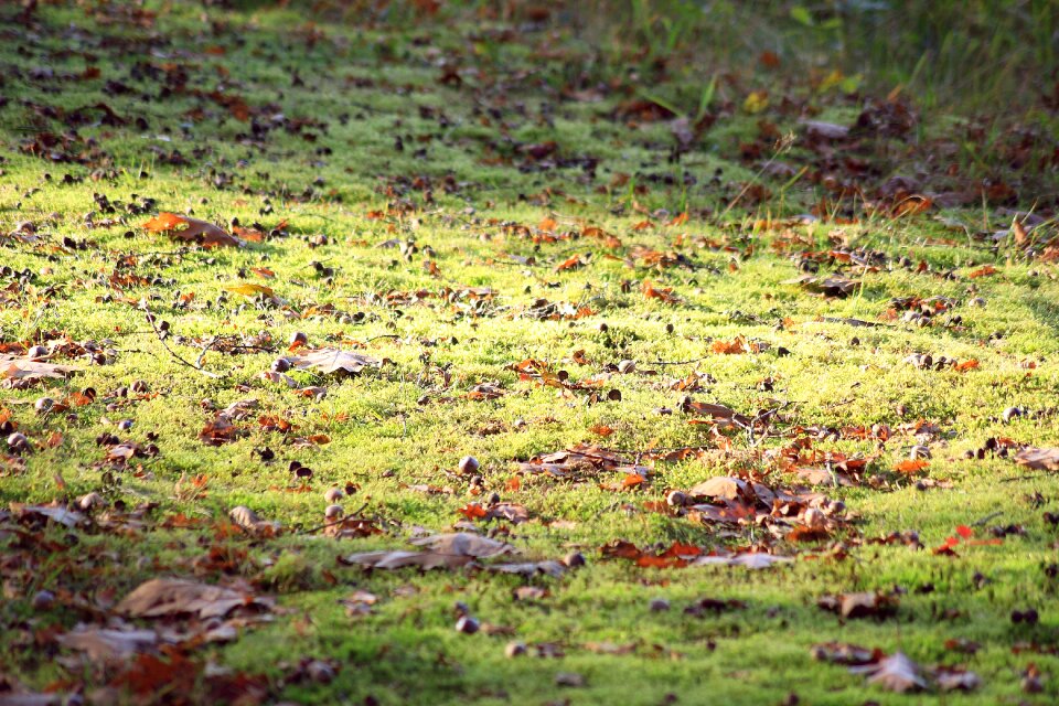 Nature walk in the forest moss