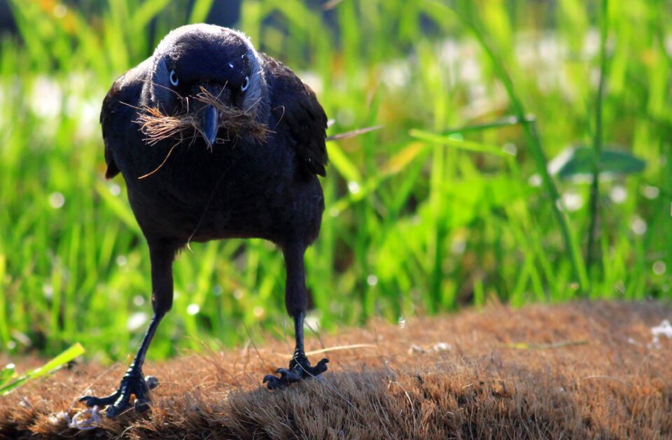 Wild nest bird wild birds