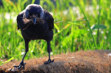 Wild nest bird wild birds