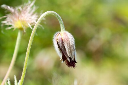 Bloom bud summer